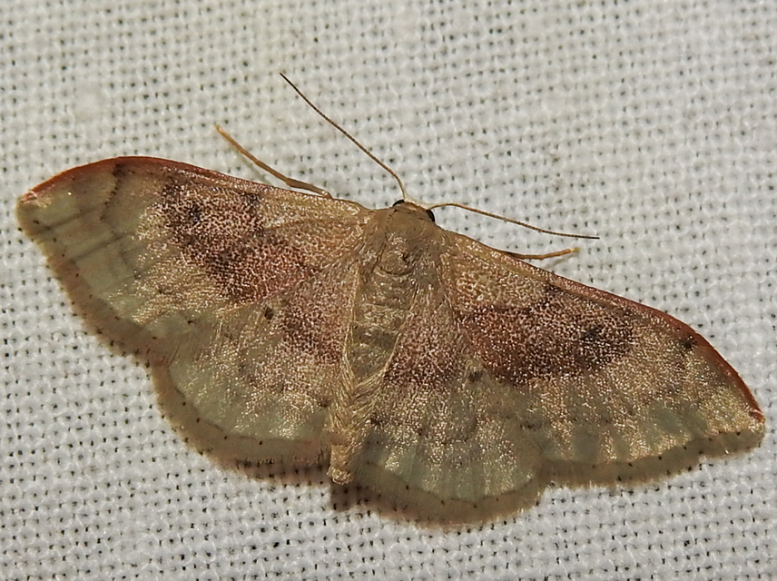 Idaea degeneraria - barnasávos araszoló