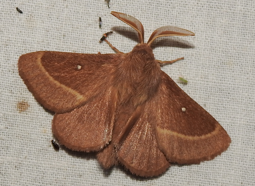 Lasiocampa trifolii - lóhereszövő