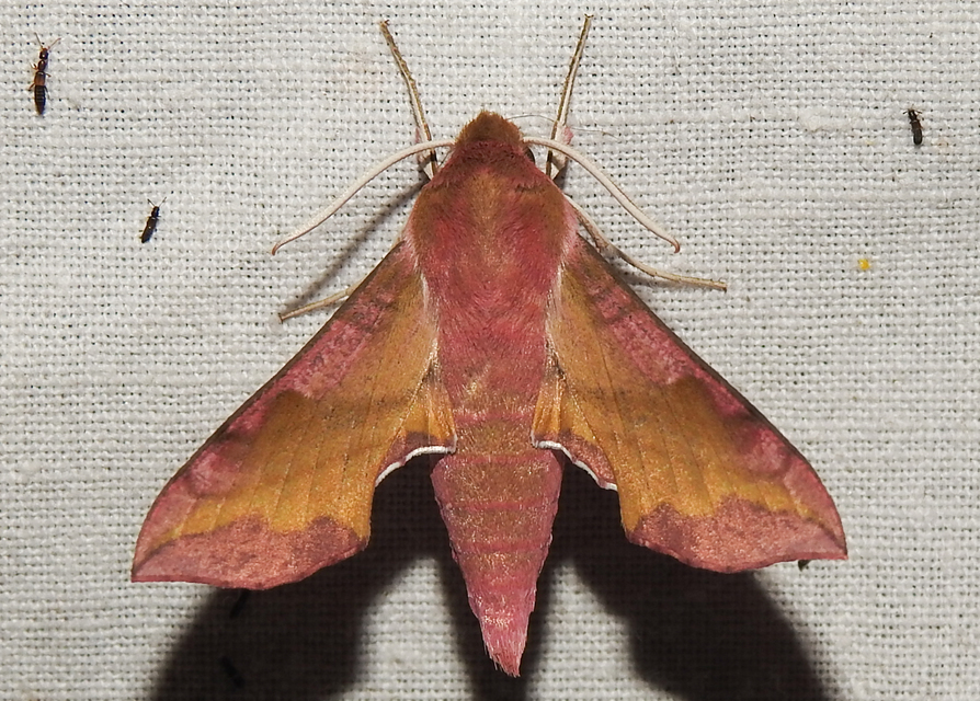 Deilephila porcellus - piros szender