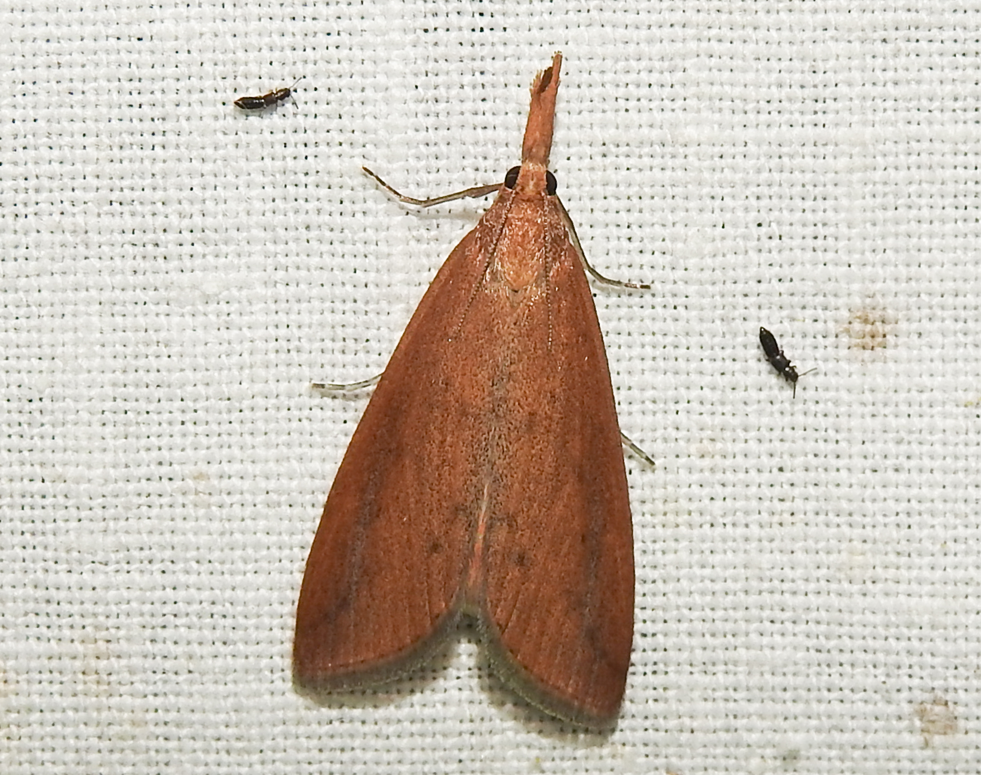 Schoenobius gigantella - óriás nádfúrómoly