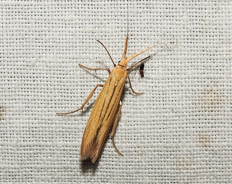 Coleophora