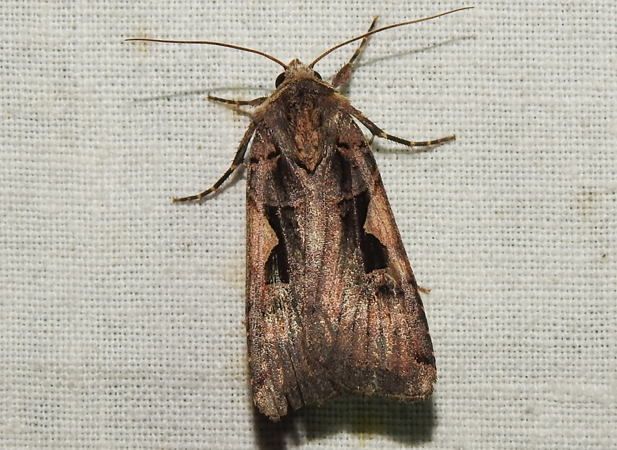 Xestia c-nigrum - c-betűs fűbagoly