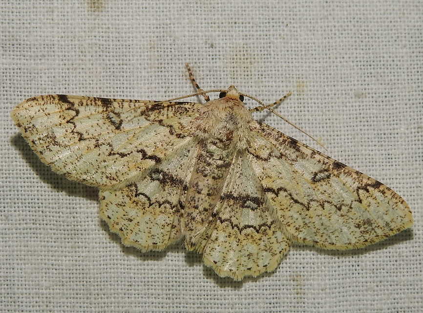 Ascotis selenaria - holdas faaraszoló