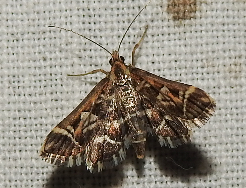 Diasemia reticularis - betűmintás tűzmoly