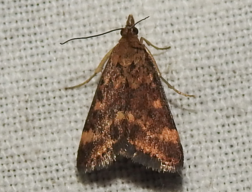 Pyrausta despicata - réti bíbormoly