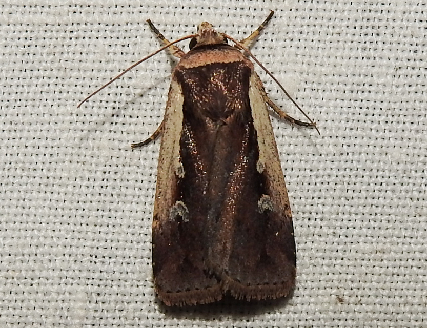 Ochropleura plecta - fehérszegélyű fűbagoly