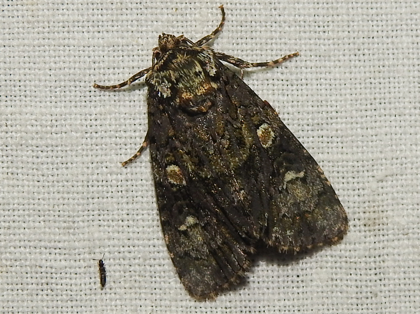 Craniophora ligustri - fagyalbagoly