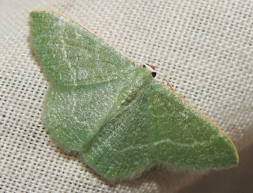 Phaiogramma etruscaria - fehérpettyes zöldaraszoló