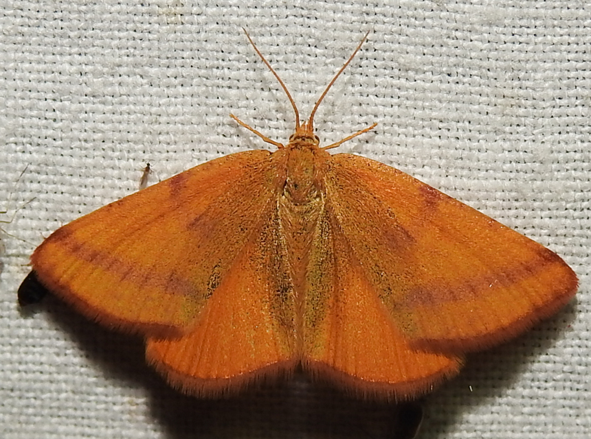 Lythria purpuraria - bíborsávos araszoló
