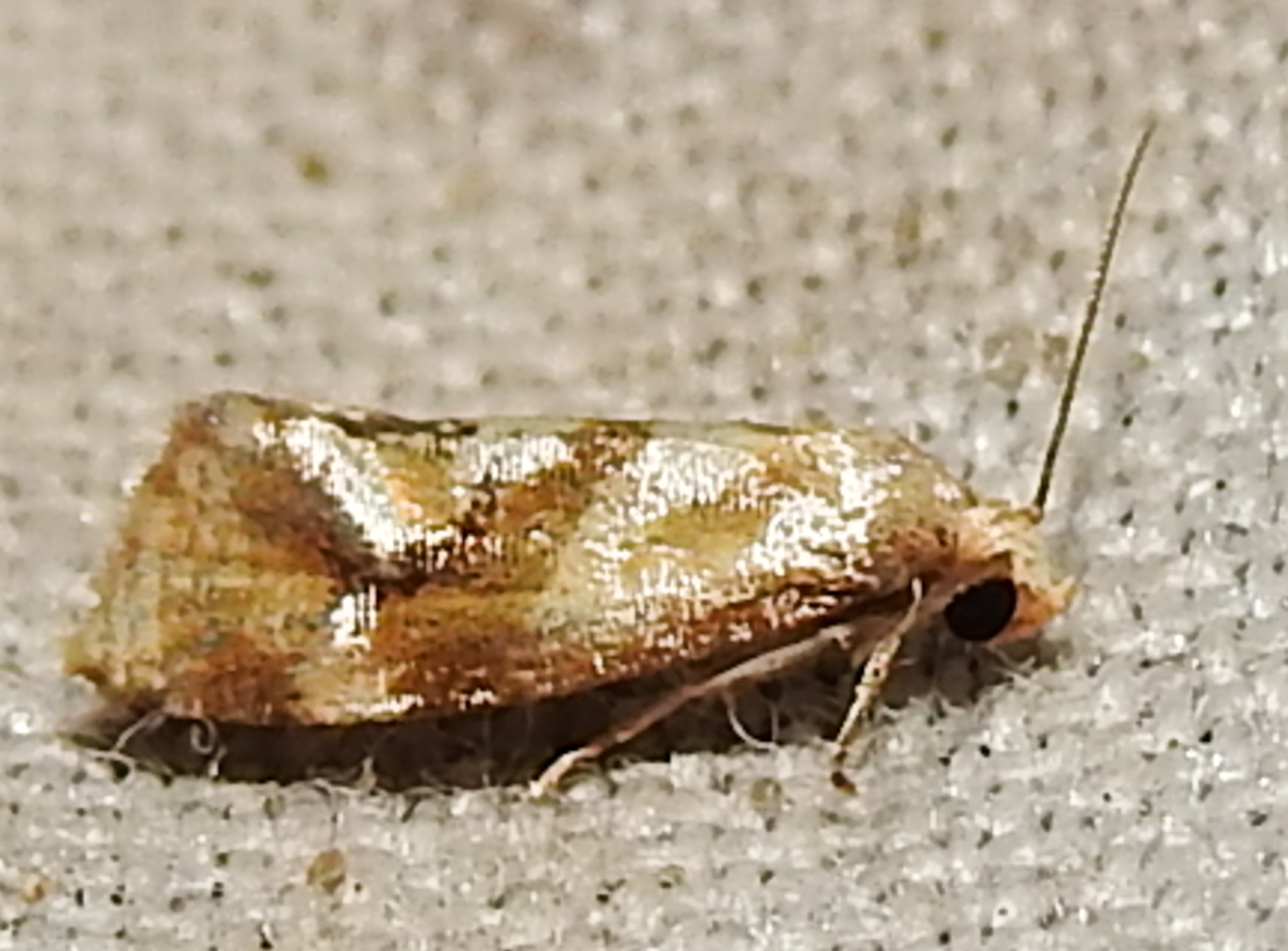 Gynnidomorpha permixtana - lápi fúrómoly