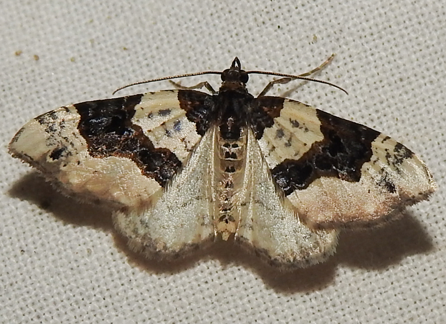Cosmorhoe ocellata - szemes galajaraszoló