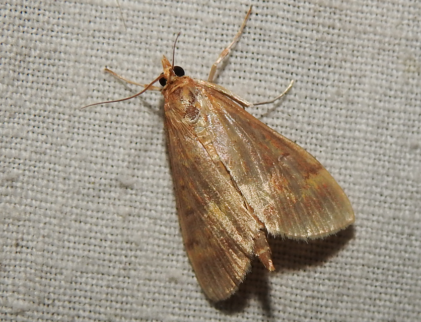 Ostrinia nubilalis - kukoricamoly