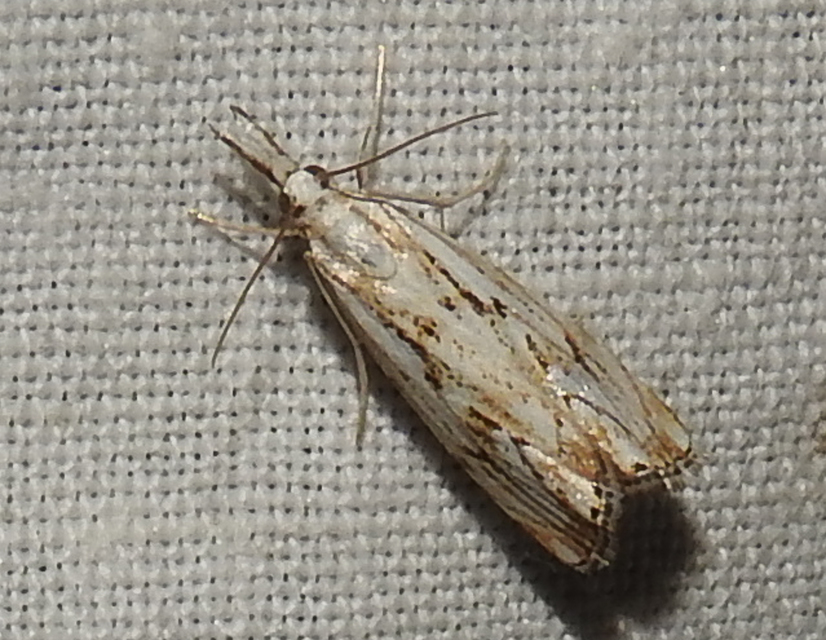 Catoptria falsella - hálós fűgyökérmoly