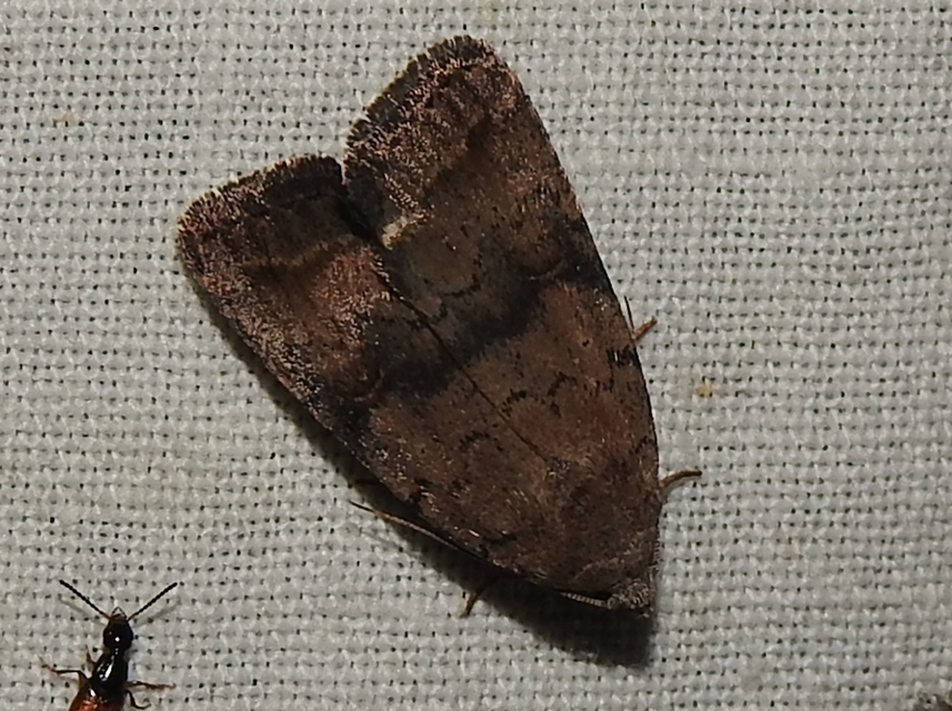 Athetis furvula - homoki lápibagoly