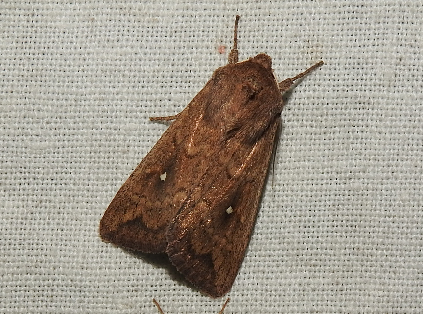 Mythimna albipuncta - fehérpettyes rétibagoly