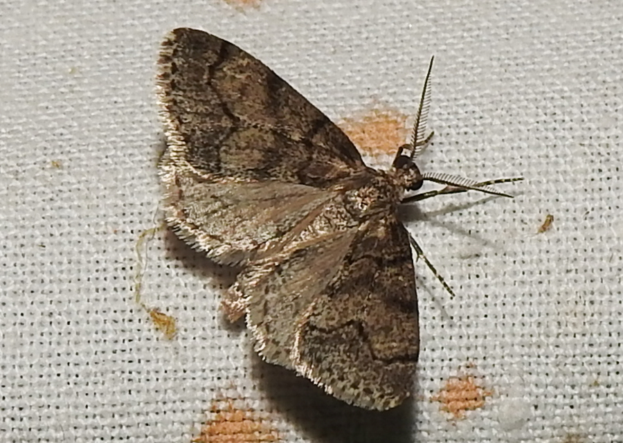 Tephronia sepiaria/Eumannia lepraria