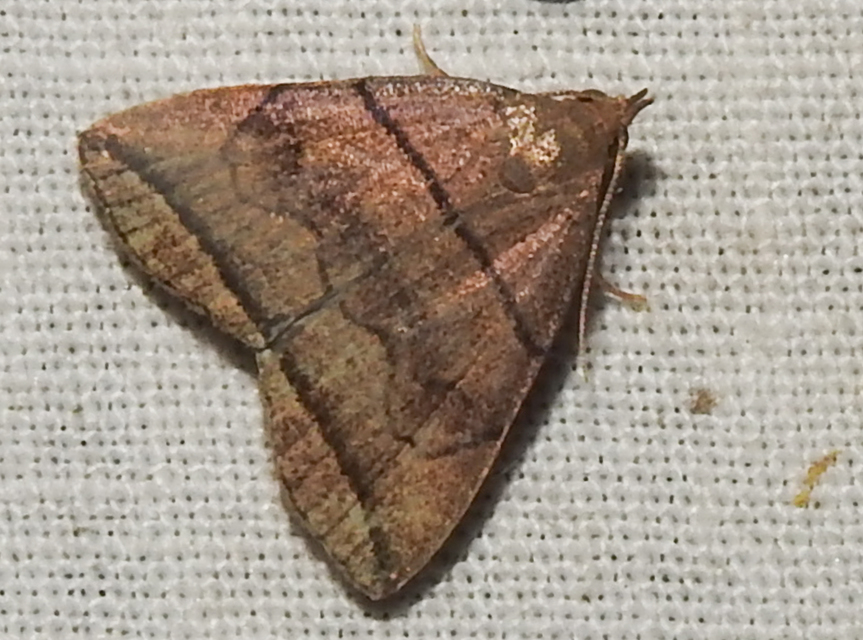 Herminia grisealis - ligeti karcsúbagoly