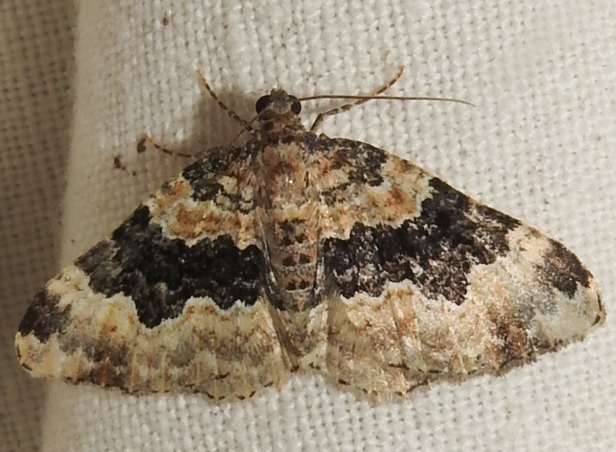 Epirrhoe galiata - sávos galajaraszoló