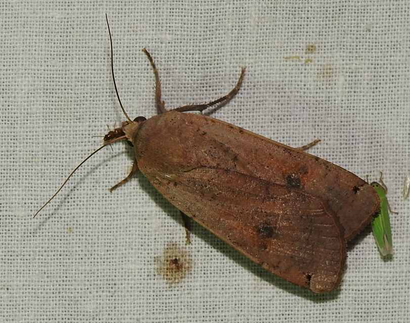 Noctua pronuba - nagy sárgafűbagoly
