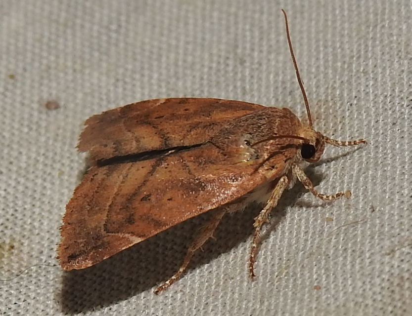 Cosmia affinis - barna lombbagoly