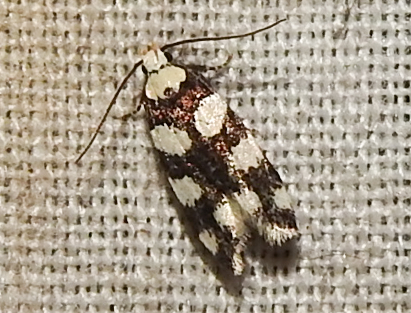 Pseudotelphusa tessella - sóskafamoly