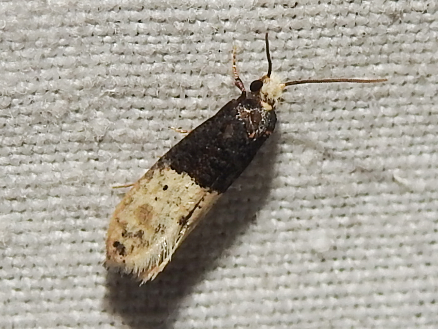 Trichophaga tapetzella - takácsmoly
