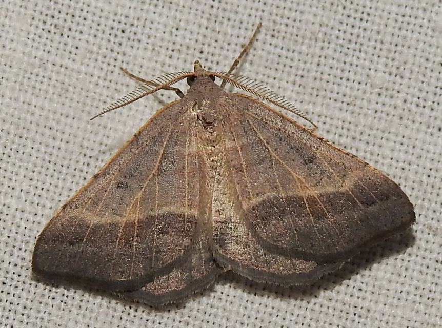 Macaria artesiaria - ibolyásszürke araszoló