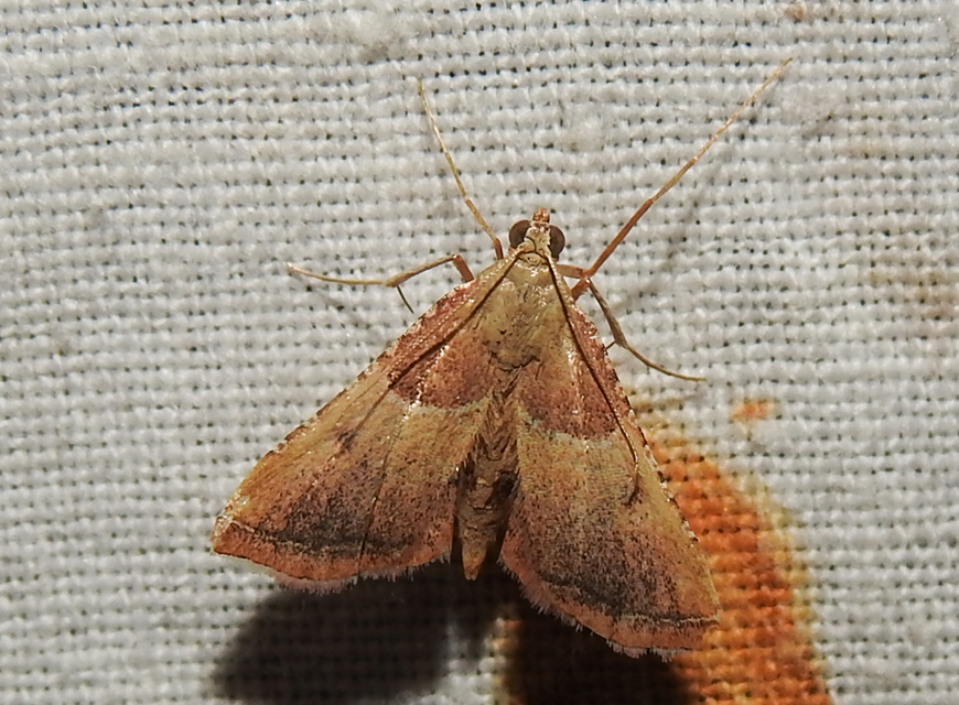 Endotricha flammealis - tüzesszárnyú fényilonca