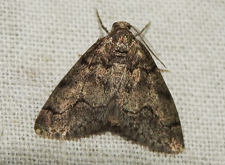 Tephronia sepiaria/Eumannia lepraria
