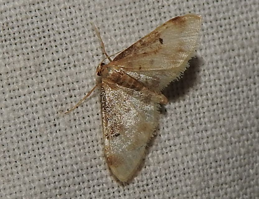 Idaea filicata - sötéttövű apróaraszoló