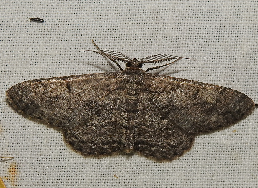 Hypomecis roboraria - nagy tölgyfaaraszoló