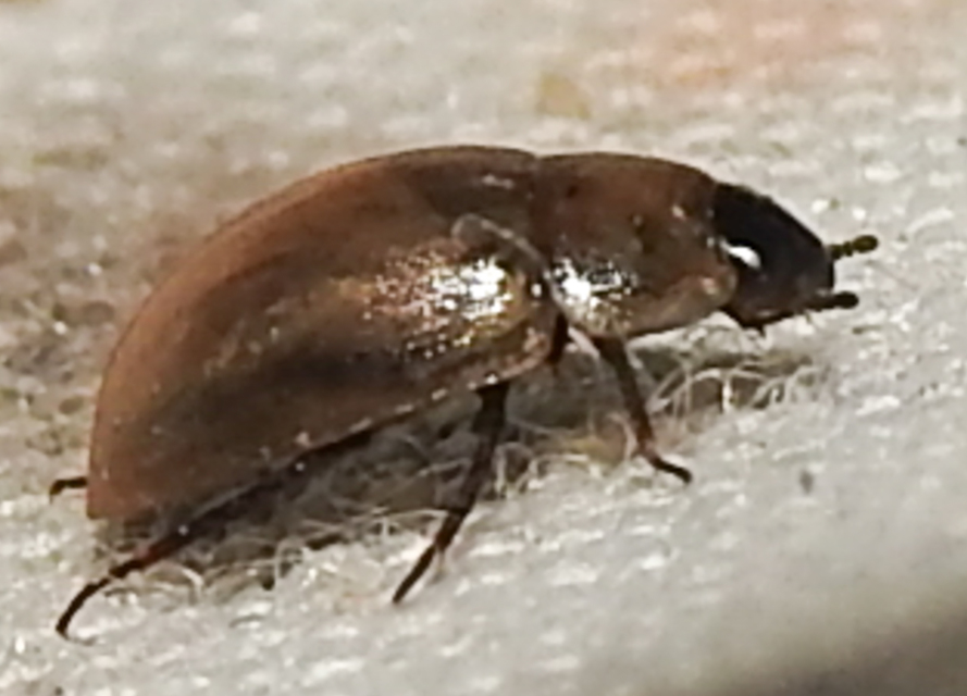 Enochrus melanocephalus - feketefejű fakócsibor