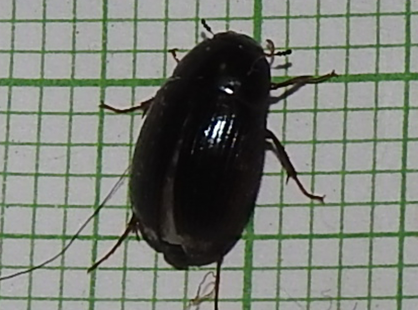 Hydrobius