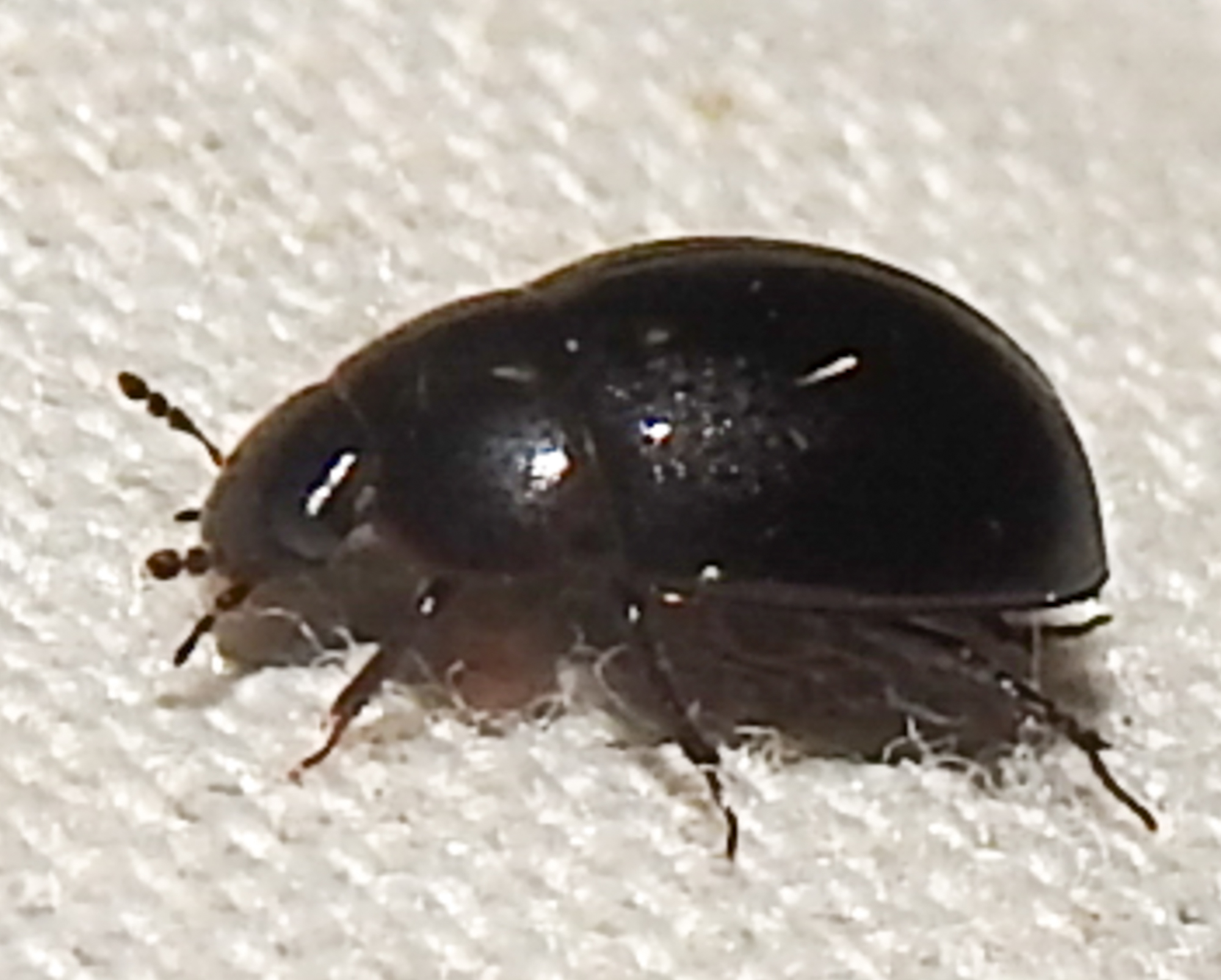 Coelostoma orbiculare - kétéltű csiborka