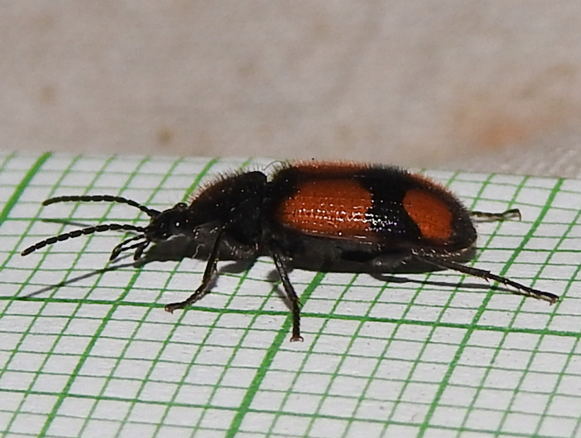 Panagaeus cruxmajor - nagy keresztesfutó