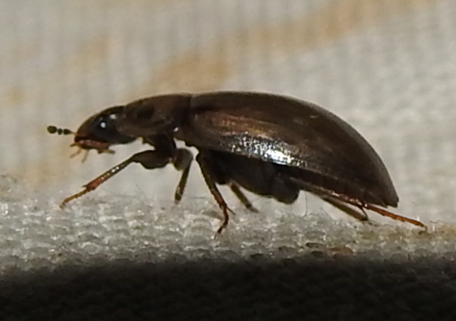 Enochrus