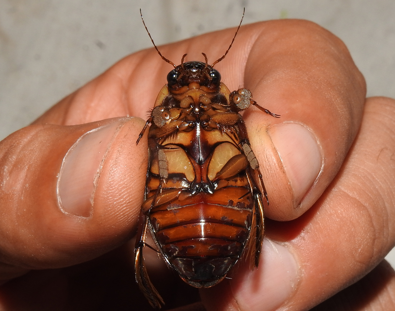 Dytiscus dimidiatus - tompacsípős csíkbogár