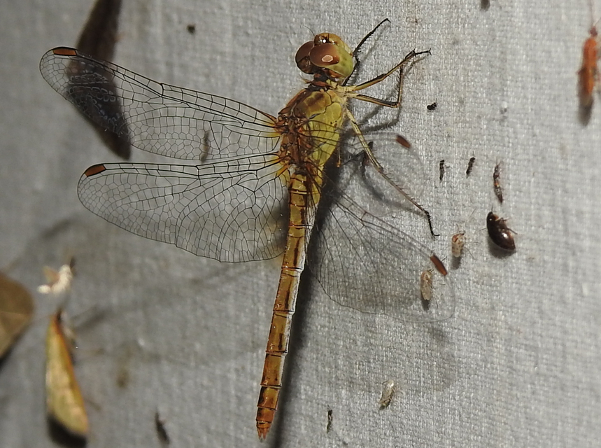 Sympetrum meridionale - fakó katona-szitakötő