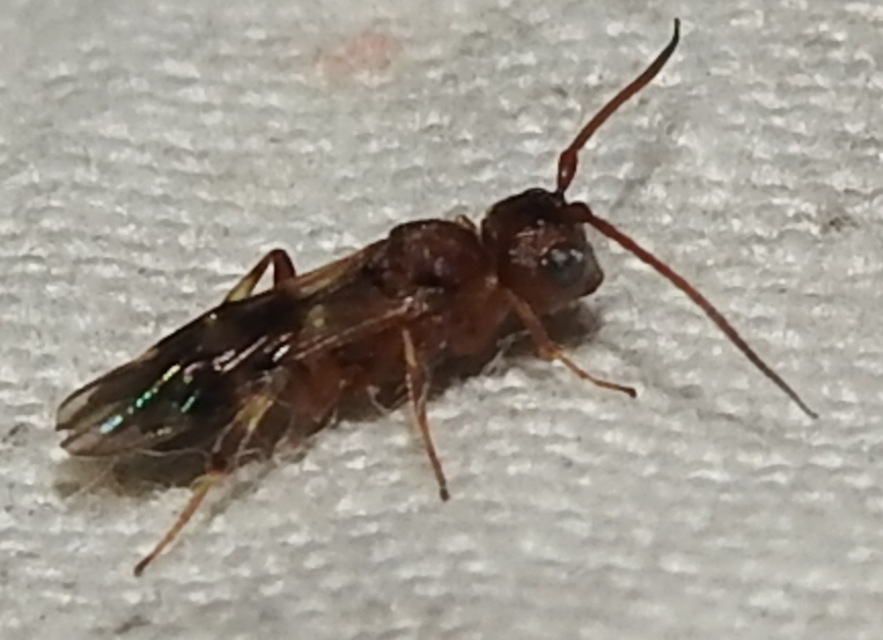 Braconidae - gyilkosfürkészek
