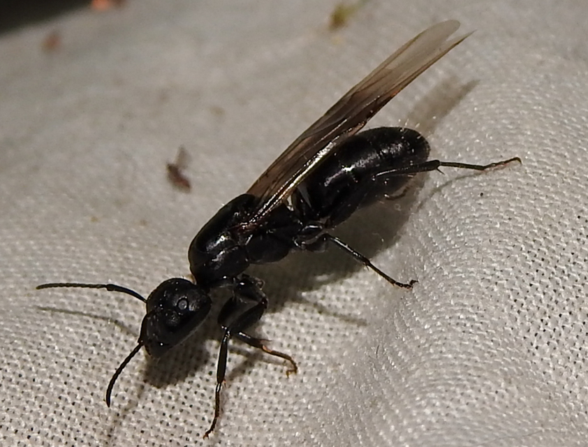 Camponotus vagus - fekete lóhangya