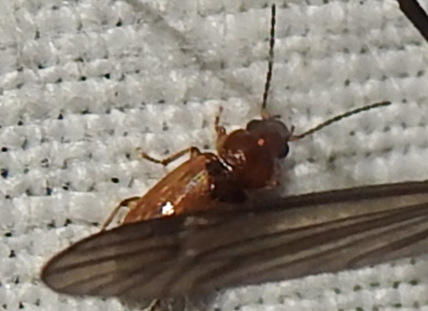 Acupalpus