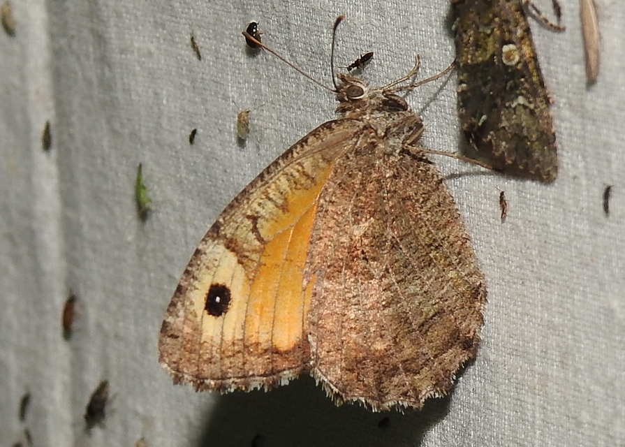Arethusana arethusa - közönséges szemeslepke