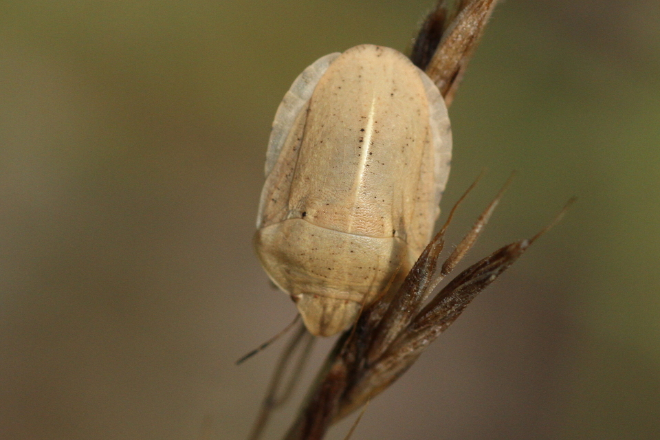 Eurygaster austriaca - osztrákpoloska Eurygaster austriaca - osztrákpoloska
