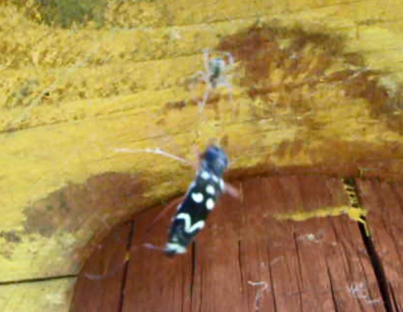 Isotomus speciosus - nyírfa-darázscincér