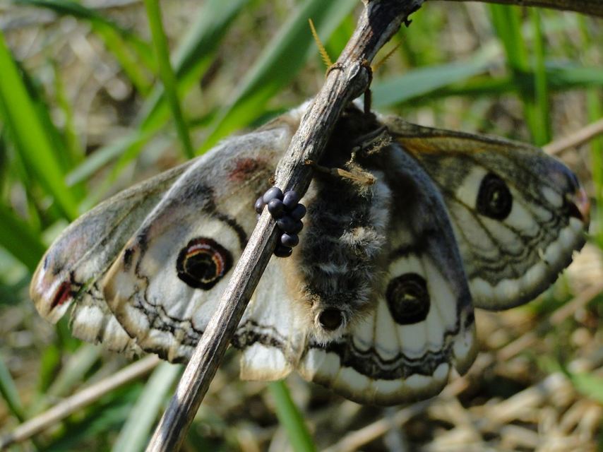 Saturnia pavoniella/pavonia