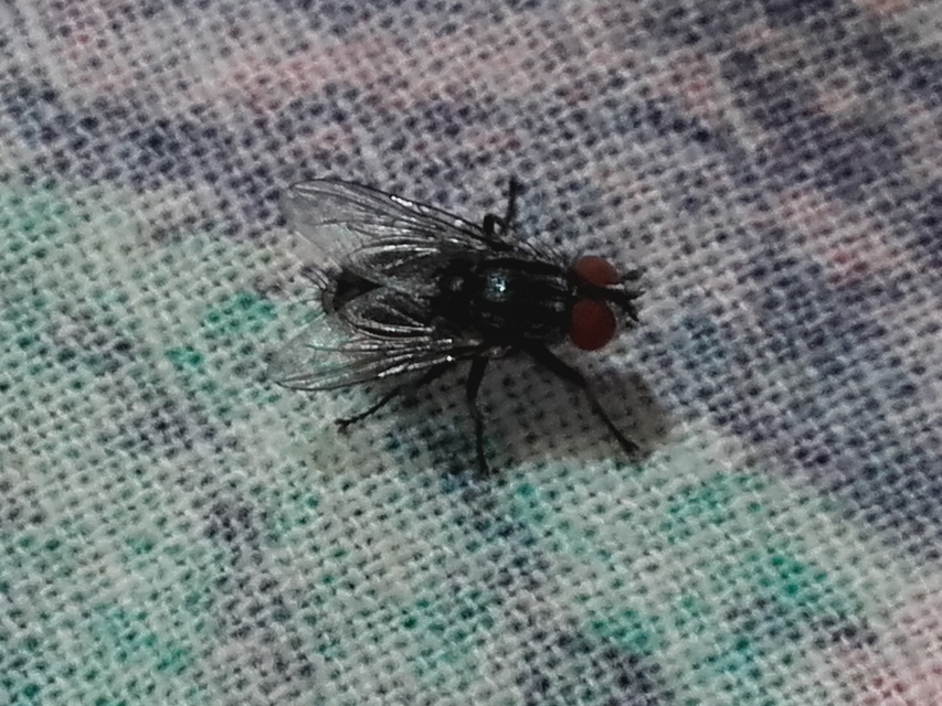 Sarcophagidae - húslégyfélék