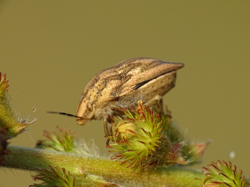 Odontotarsus purpureolineatus - tarka pajzsospoloska