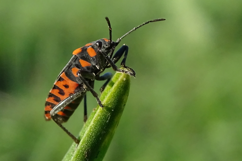 Spilostethus saxatilis - virágbodobács