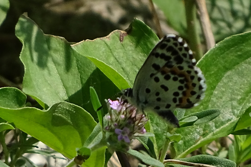 Scolitantides orion - szemes boglárka