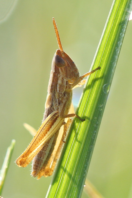 Euchorthippus